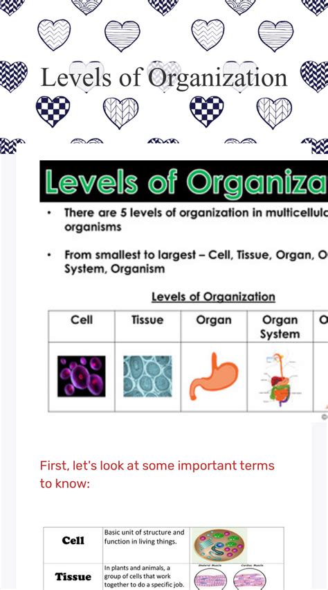 Levels of Organization in Biology. . Levels of organization worksheet doc